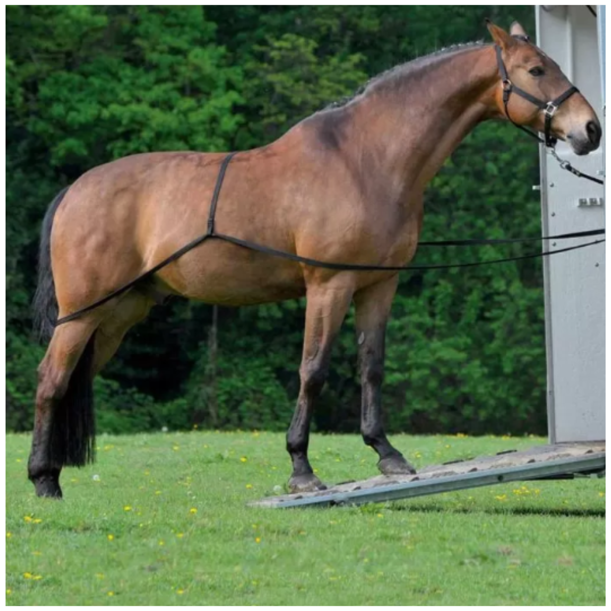 Dispositif de Monte en Van Chevaux