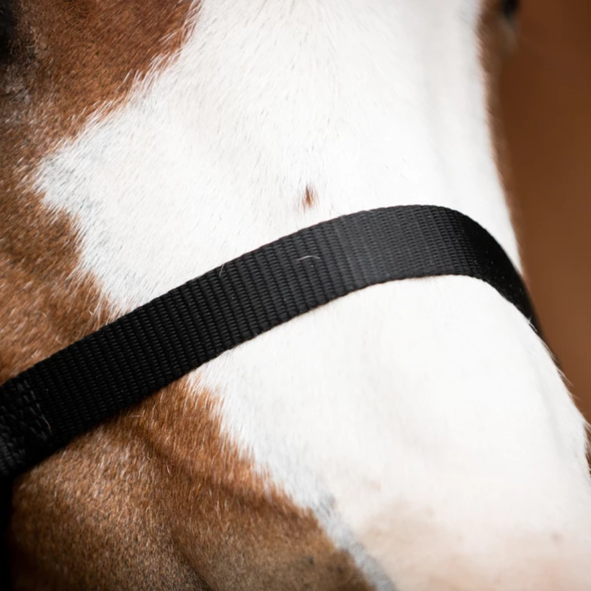 Licol cheval Essentiel Noir