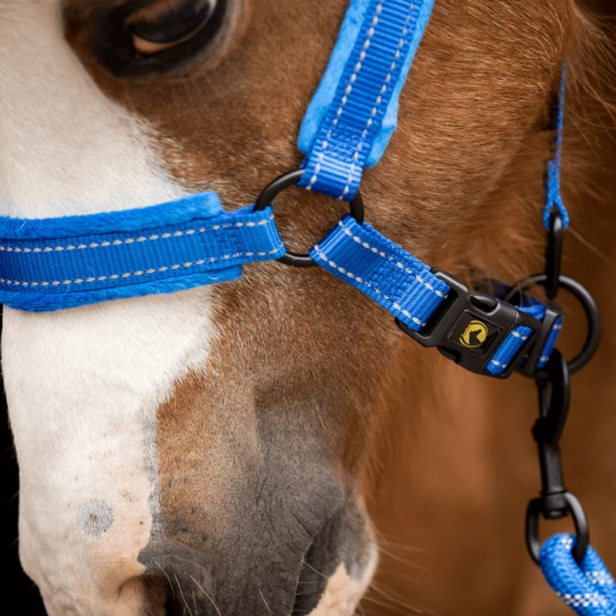 Licol Superieur bleu