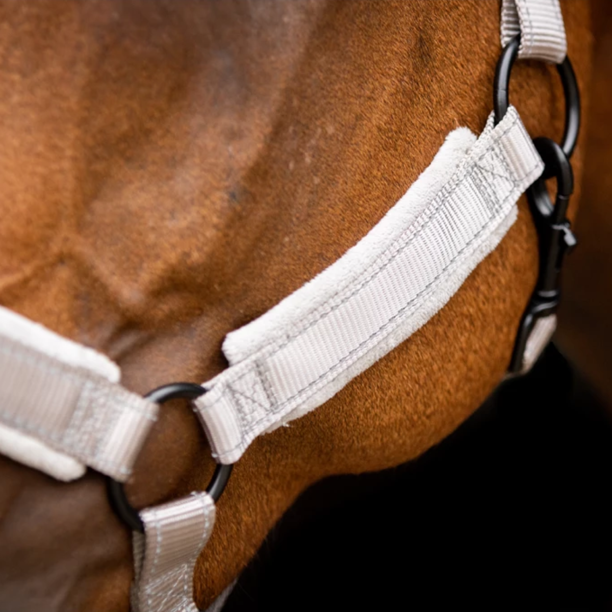 Licol Supérieur gris