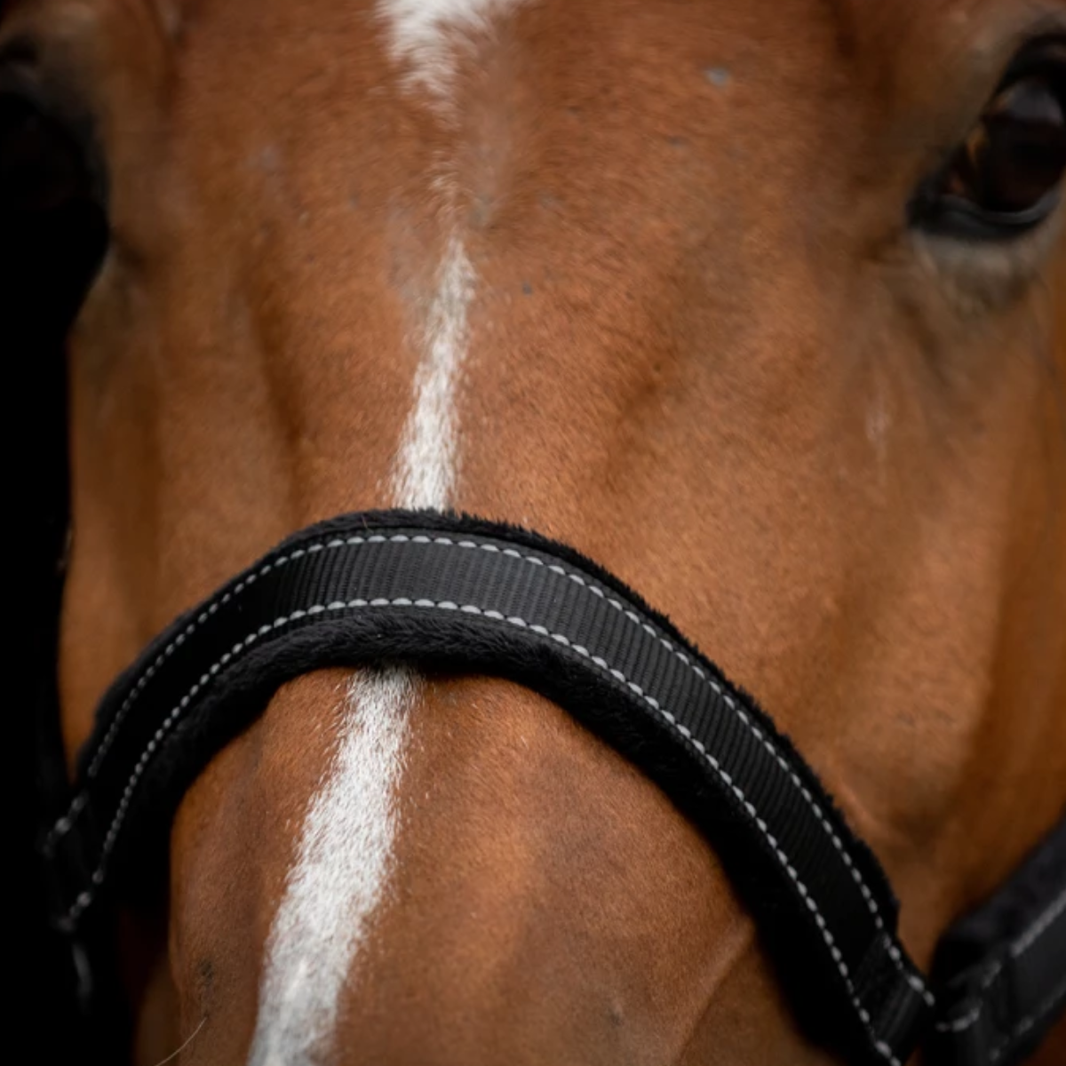 Licol Supérieur noir