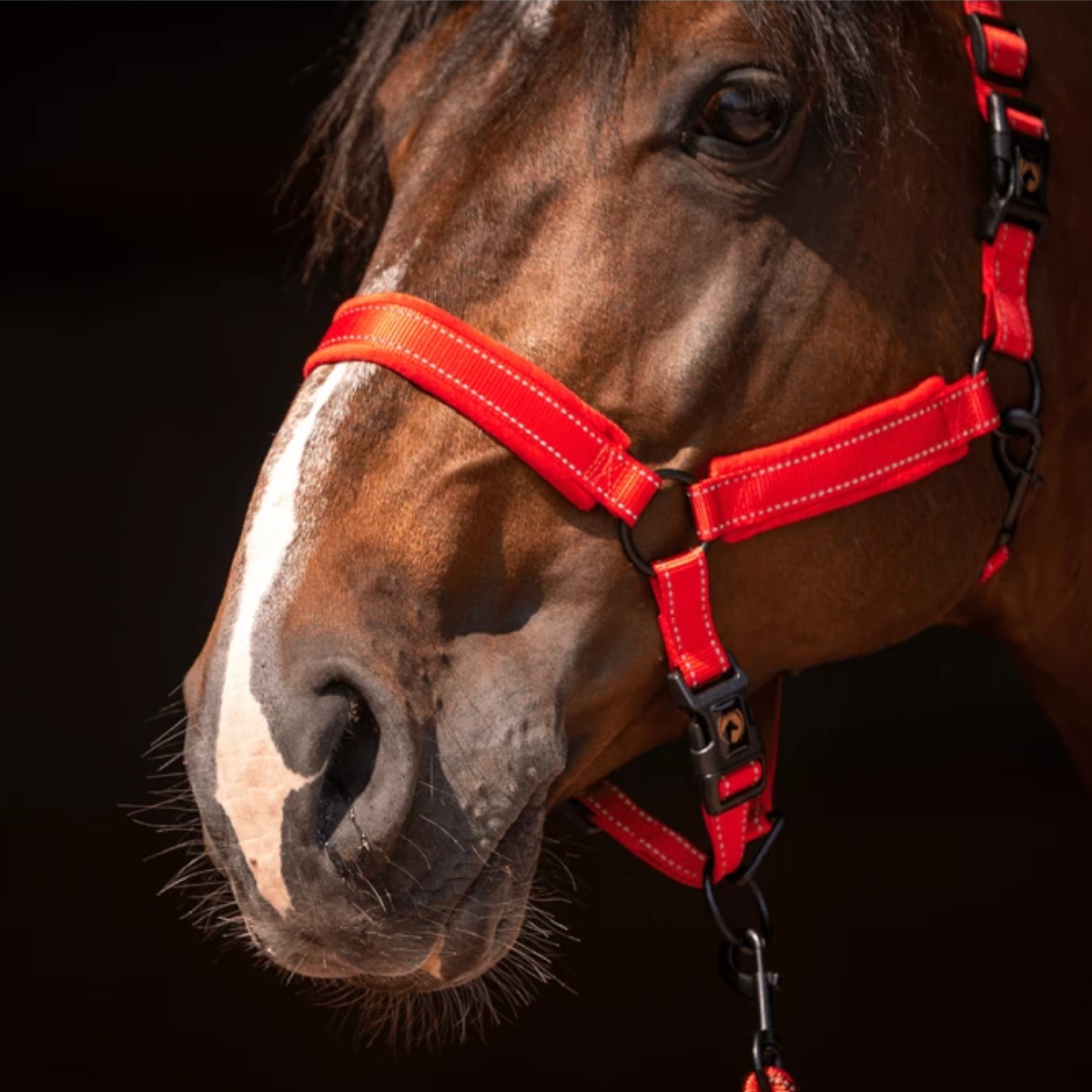 Licol Supérieur rouge