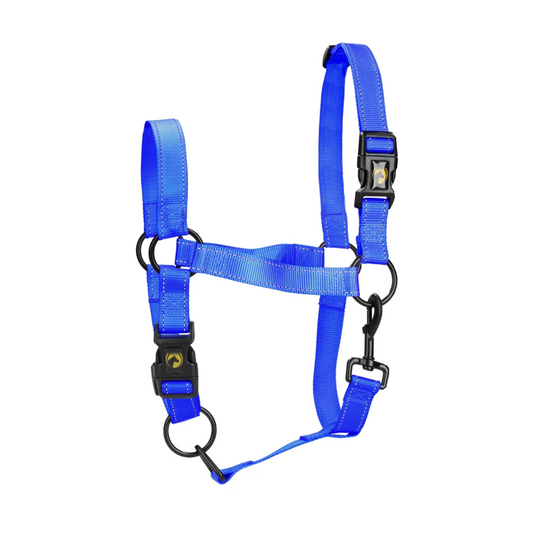 Licol Premium bleu